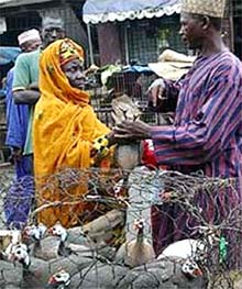 Picture 1 of The first person in Nigeria died of bird flu