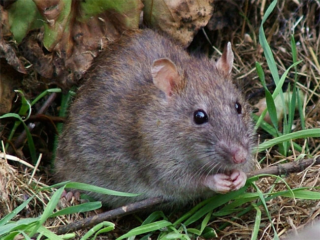 Picture 2 of The first person in the world infected with hepatitis E