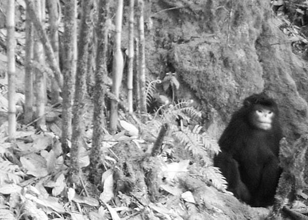 Picture 1 of The first picture of the extremely rare upturned nose-nosed monkey