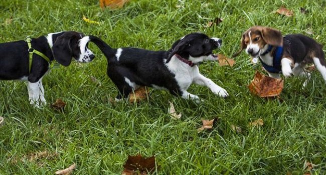 Picture 2 of The first puppies were born from IVF