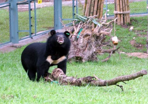 Picture 10 of The first semi-wild area for bears in Vietnam