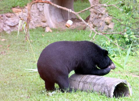 Picture 11 of The first semi-wild area for bears in Vietnam