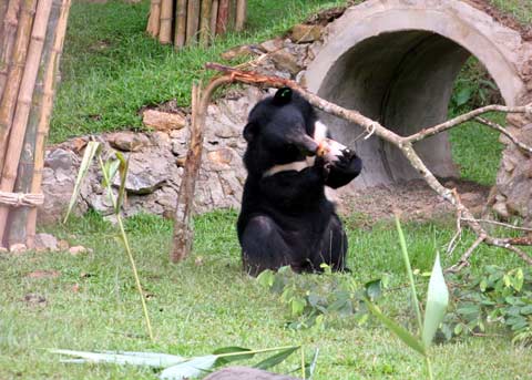 Picture 12 of The first semi-wild area for bears in Vietnam