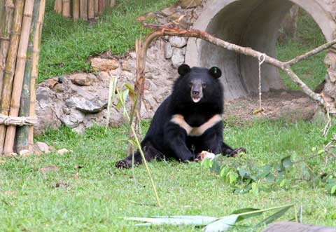 Picture 13 of The first semi-wild area for bears in Vietnam