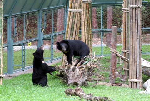 Picture 14 of The first semi-wild area for bears in Vietnam