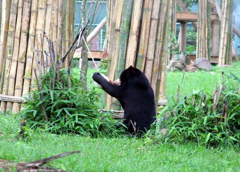 Picture 15 of The first semi-wild area for bears in Vietnam