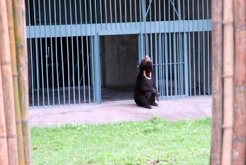 Picture 16 of The first semi-wild area for bears in Vietnam