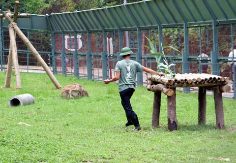 Picture 3 of The first semi-wild area for bears in Vietnam