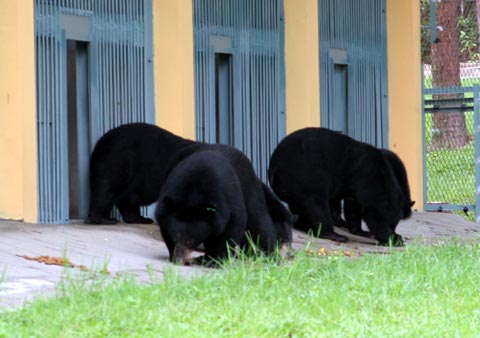 Picture 8 of The first semi-wild area for bears in Vietnam