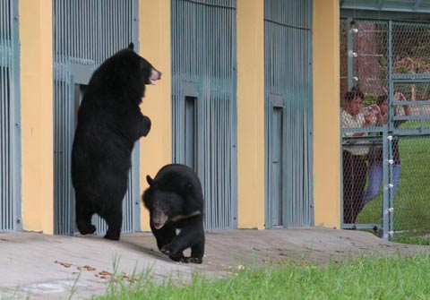 Picture 9 of The first semi-wild area for bears in Vietnam