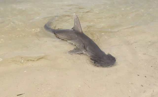 Picture 3 of The first shark in history to know ... vegetarian but still healthy