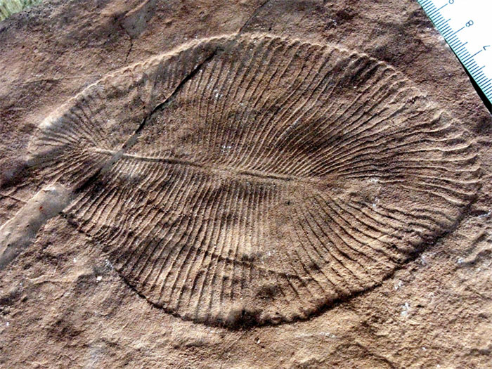Picture 1 of The first sign of life on Earth could be bacteria