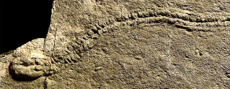 Picture 3 of The first sign of life on Earth could be bacteria