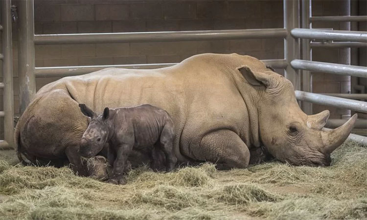 The first southern white rhinoceros was born by IVF