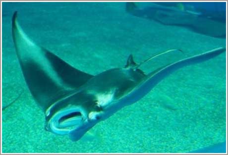 Picture 2 of The first stingray was born in captivity
