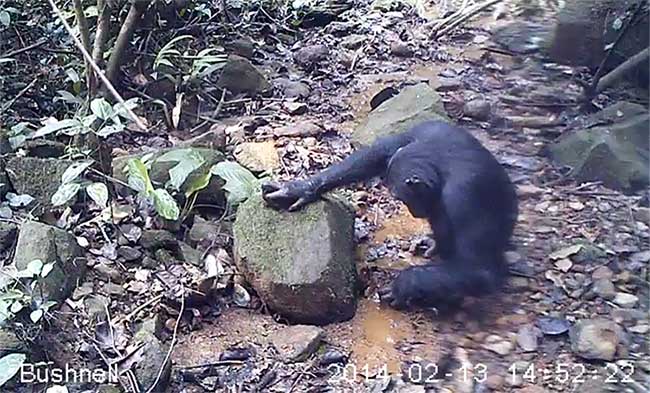 Picture 1 of The first time chimpanzees catch crabs to eat in the wild