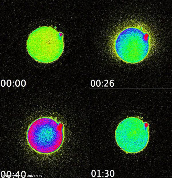 Picture 3 of The first time the zinc beam was shot at the time the sperm touched the egg