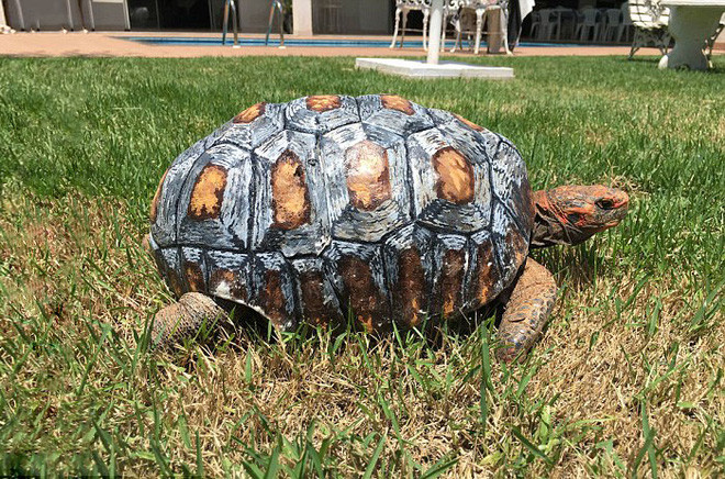 Picture 5 of The first turtle to go down in history with a shell was created from a 3D printer