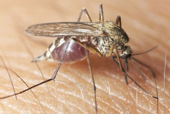 Picture 1 of The first vaccine against malaria loses its effectiveness after 4 years of injection