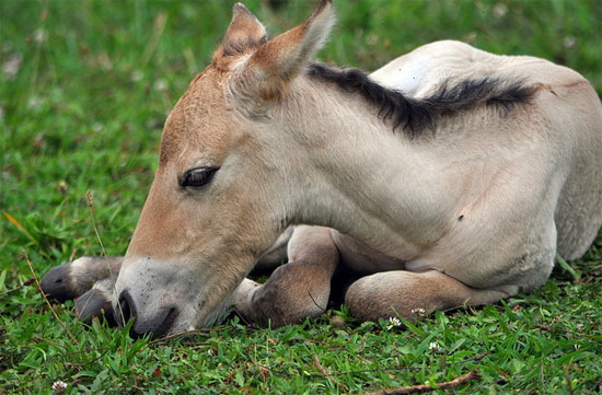 Picture 1 of The first wild horse was born through IVF