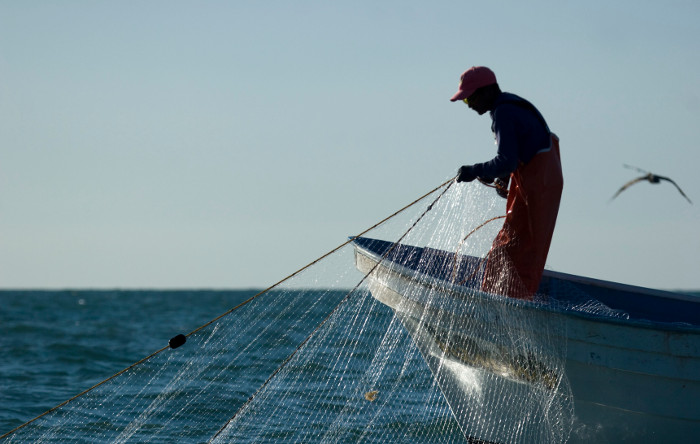 Picture 2 of The fish bubble fever in China puts two species at risk of extinction