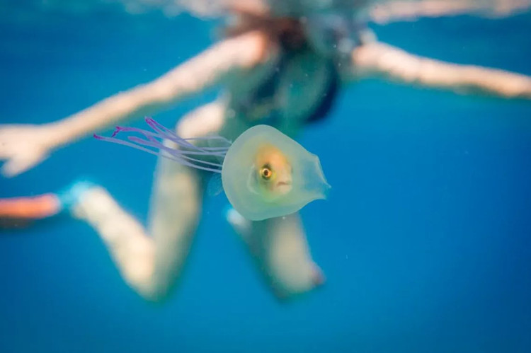 Picture 1 of The fish came into me with jellyfish to ride