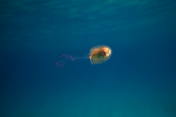 Picture 2 of The fish came into me with jellyfish to ride