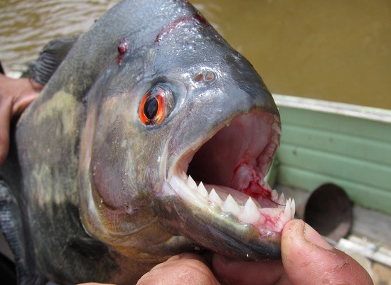 Picture 1 of The fish has a champion hit