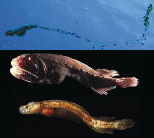 Picture 1 of The fish has a strange ability to transform