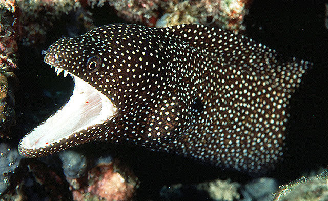 Picture 10 of The fish has two teeth