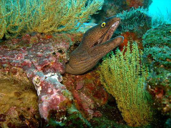Picture 7 of The fish has two teeth