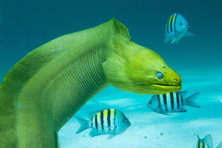 Picture 8 of The fish has two teeth