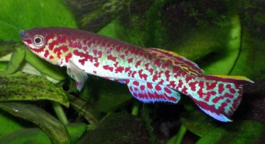 Picture 1 of The fish is genetically modified for the Gulf of Mexico oil spill