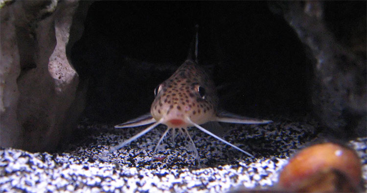 Picture 1 of The fish of the cat and the baby lay down, catching tilapia farming