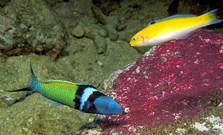 Picture 1 of The fish only takes 20 days to transform from the male wall