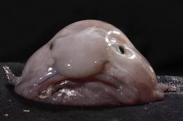 Picture 1 of The fish that was voted as the standard of evil