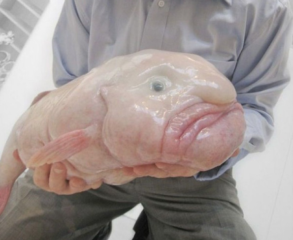 Picture 2 of The fish that was voted as the standard of evil