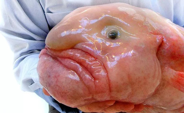 Picture 3 of The fish that was voted as the standard of evil