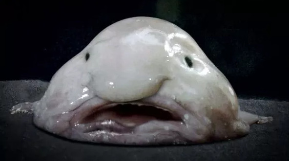 Picture 4 of The fish that was voted as the standard of evil