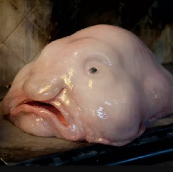 Picture 5 of The fish that was voted as the standard of evil