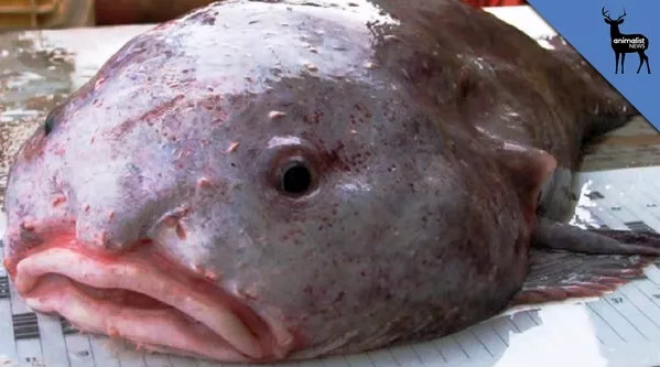 Picture 6 of The fish that was voted as the standard of evil