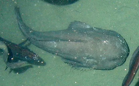 Picture 7 of The fish that was voted as the standard of evil