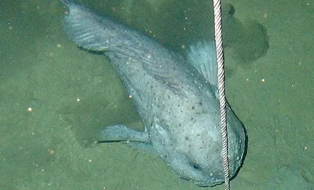 Picture 8 of The fish that was voted as the standard of evil