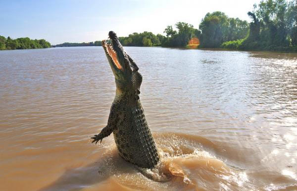 Picture 1 of The five largest reptiles on earth are alive