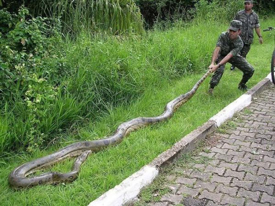 Picture 2 of The five largest reptiles on earth are alive