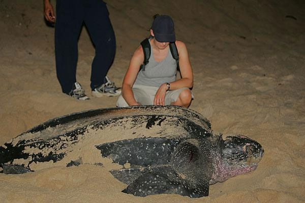 Picture 3 of The five largest reptiles on earth are alive