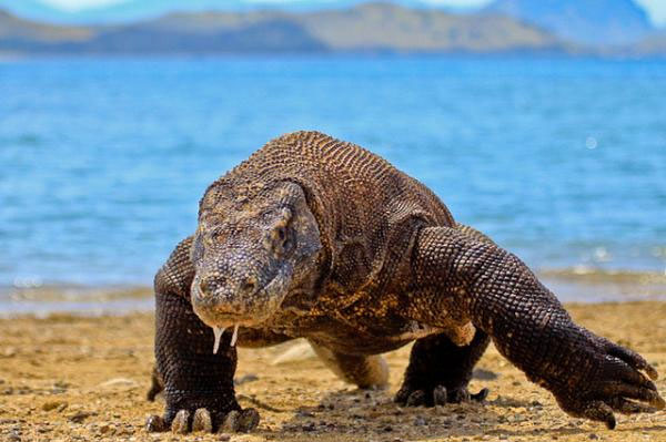 Picture 4 of The five largest reptiles on earth are alive
