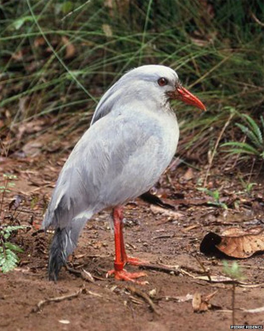 Picture 5 of The five most endangered birds in the world
