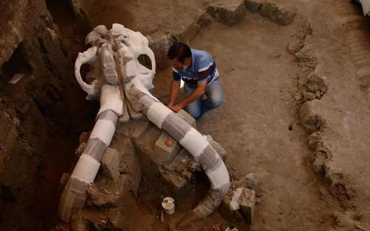 Picture 1 of The five-year-old fossil mammoth fossil weighs 10 tons in Mexico