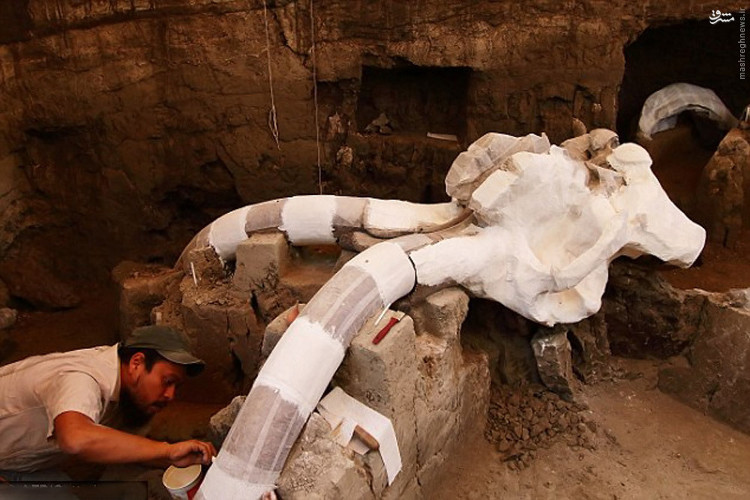 Picture 3 of The five-year-old fossil mammoth fossil weighs 10 tons in Mexico